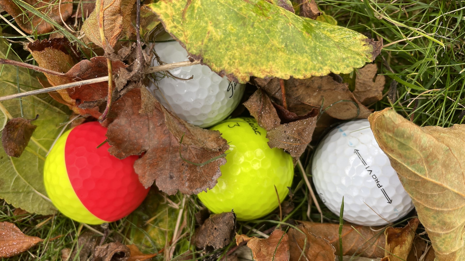 White and colourful optic golf balls lying under leaves on ground